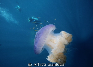 jellyfish...... by Afflitti Gianluca 